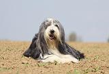 BEARDED COLLIE 274
